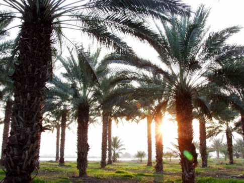 עמק המעיינות (צילום:אריה גנתון)